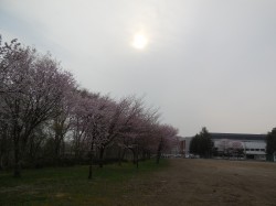 作業前の桜