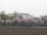 グラウンド奥の桜